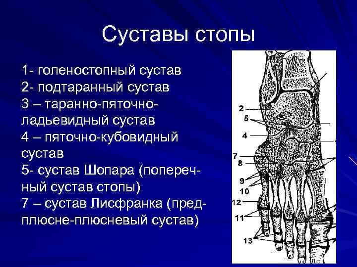 Суставы стопы 1 - голеностопный сустав 2 - подтаранный сустав 3 – таранно-пяточноладьевидный сустав