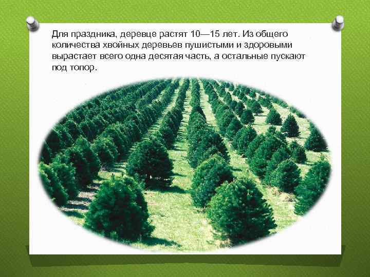 Для праздника, деревце растят 10— 15 лет. Из общего количества хвойных деревьев пушистыми и