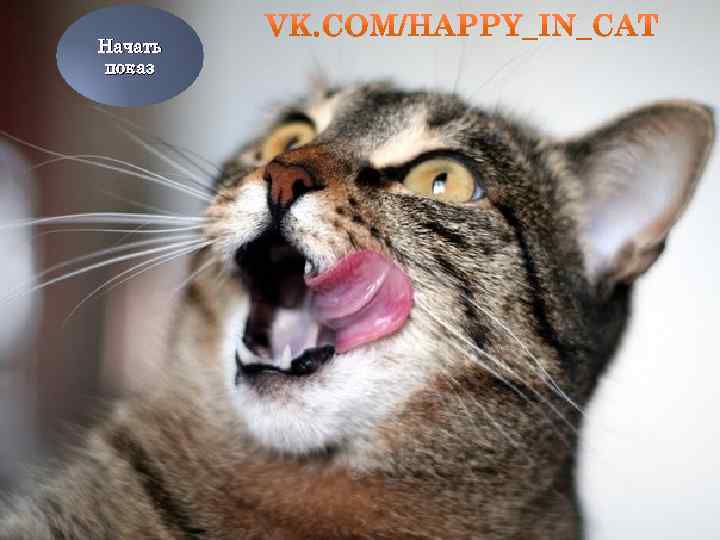 Начать показ 