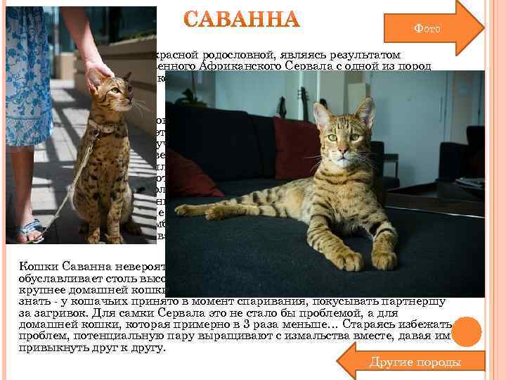 Фото Саванны обладают прекрасной родословной, являясь результатом скрещивания величественного Африканского Сервала с одной из