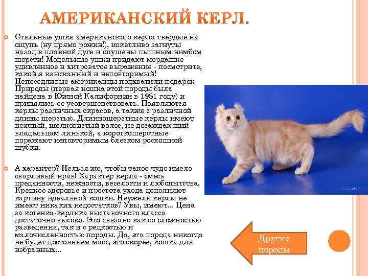  Стильные ушки американского керла твердые на ощупь (ну прямо рожки!), кокетливо загнуты назад