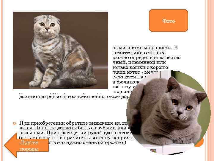 Фото Котята этой породы рождаются с обычными прямыми ушками. В возрасте трех-четырех недель их