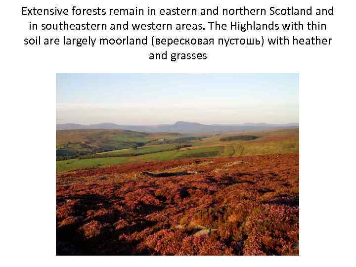 Extensive forests remain in eastern and northern Scotland in southeastern and western areas. The