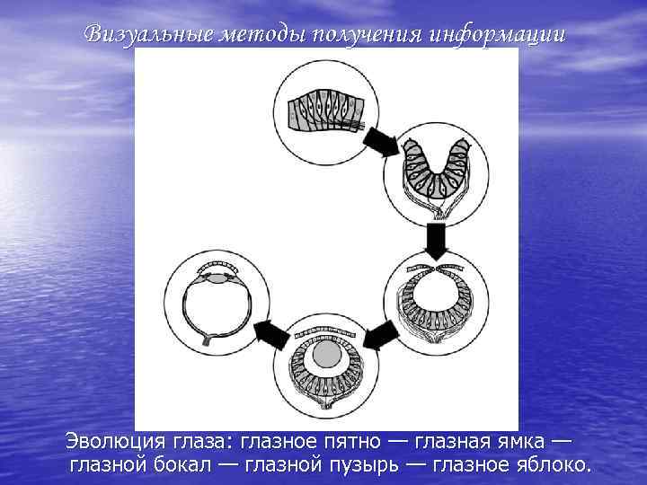 Визуальные методы получения информации Эволюция глаза: глазное пятно — глазная ямка — глазной бокал