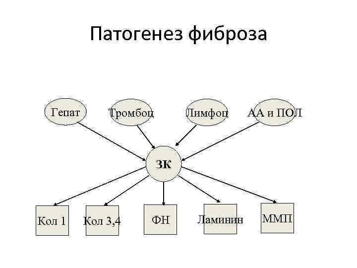 Патогенез фиброза Гепат Тромбоц Лимфоц АА и ПОЛ ЗК Кол 1 Кол 3, 4