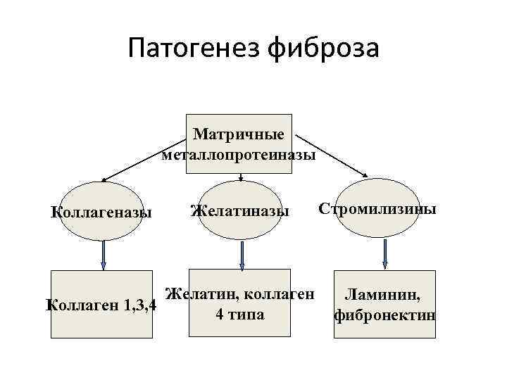 Патогенез фиброза Матричные металлопротеиназы Коллагеназы Желатин, коллаген Коллаген 1, 3, 4 4 типа Стромилизины