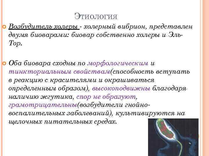 ЭТИОЛОГИЯ Возбудитель холеры - холерный вибрион, представлен двумя биоварами: биовар собственно холеры и Эль.
