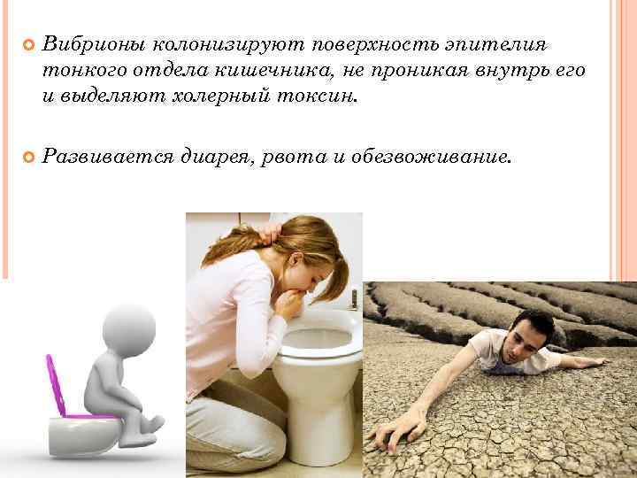  Вибрионы колонизируют поверхность эпителия тонкого отдела кишечника, не проникая внутрь его и выделяют