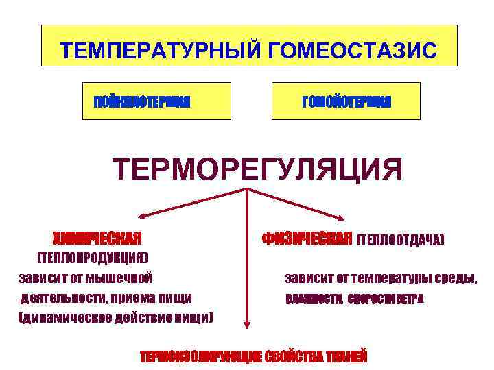 ТЕМПЕРАТУРНЫЙ ГОМЕОСТАЗИС ПОЙКИЛОТЕРМИЯ ГОМОЙОТЕРМИЯ ТЕРМОРЕГУЛЯЦИЯ ХИМИЧЕСКАЯ (ТЕПЛОПРОДУКЦИЯ) зависит от мышечной деятельности, приема пищи (динамическое