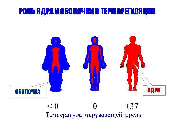 РОЛЬ ЯДРА И ОБОЛОЧКИ В ТЕРМОРЕГУЛЯЦИИ ЯДРО ОБОЛОЧКА Температура окружающей среды 