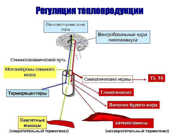 Аксоны мотонейронов спинного мозга