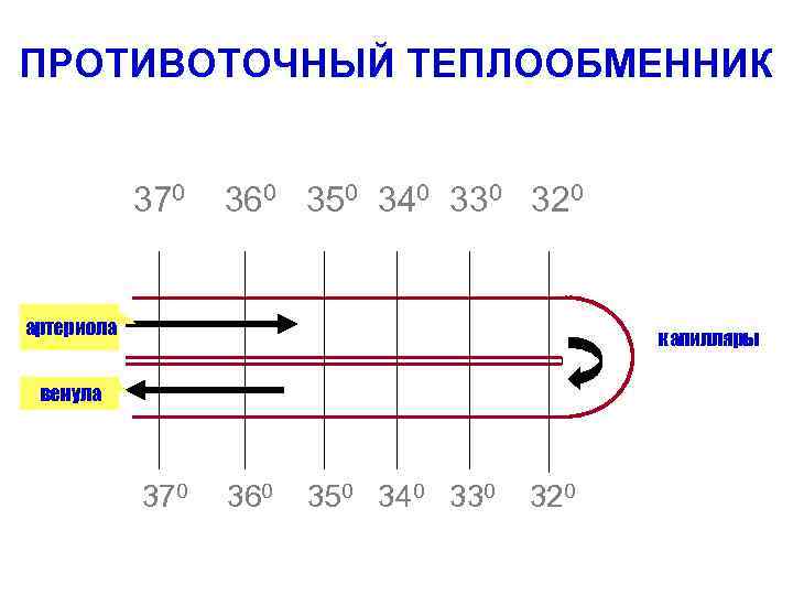 ПРОТИВОТОЧНЫЙ ТЕПЛООБМЕННИК 370 360 350 340 330 320 артериола капилляры венула 370 360 350