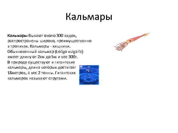 Кальмары бывают около 300 видов, распространены широко, преимущественно в тропиках. Кальмары - хищники. Обыкновенный