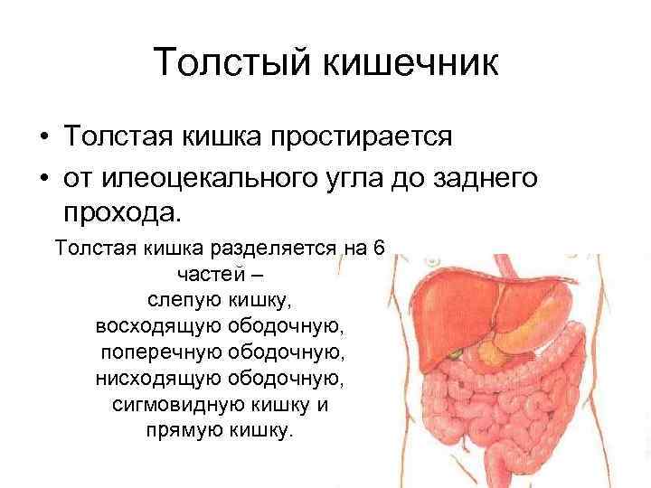 Толстый кишечник • Толстая кишка простирается • от илеоцекального угла до заднего прохода. Толстая