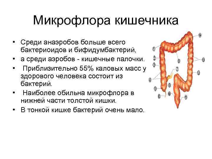 Микрофлора кишечника • Среди анаэробов больше всего бактериоидов и бифидумбактерий, • а среди аэробов