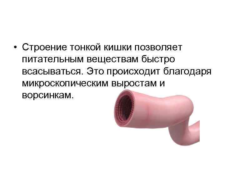 • Строение тонкой кишки позволяет питательным веществам быстро всасываться. Это происходит благодаря микроскопическим