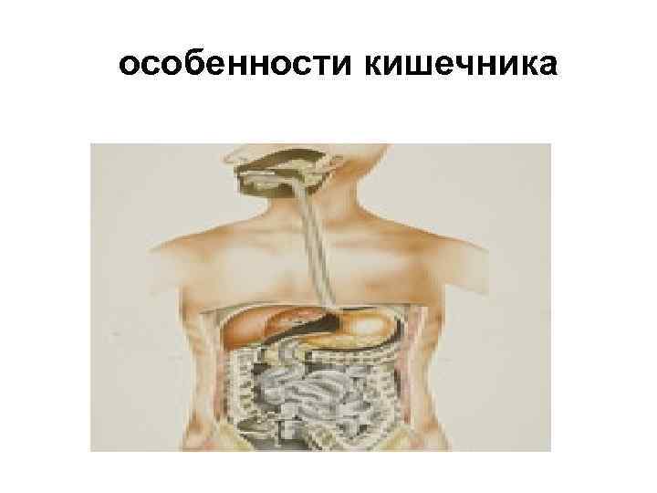 особенности кишечника 