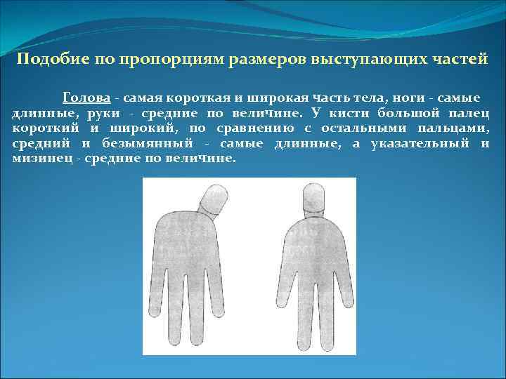Подобие по пропорциям размеров выступающих частей Голова - самая короткая и широкая часть тела,