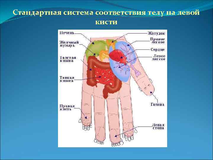 Стандартная система соответствия телу на левой кисти 