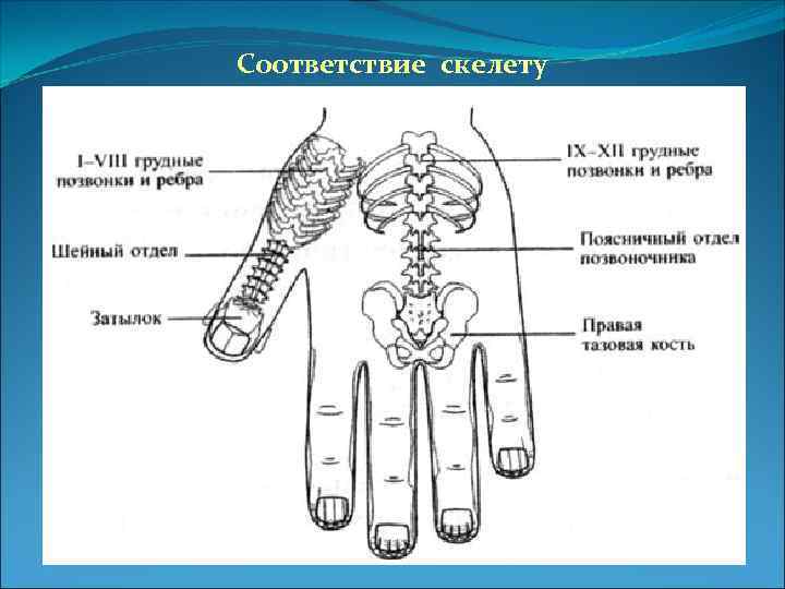 Соответствие скелету 