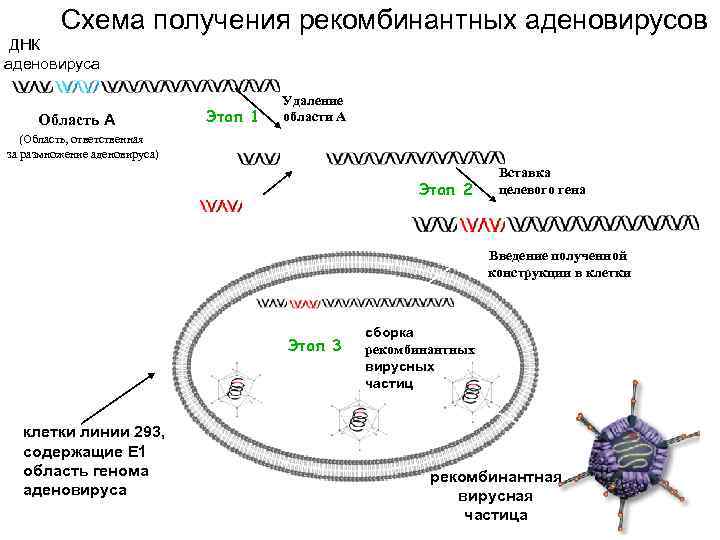 Схема получения рекомбинантных аденовирусов ДНК аденовируса Область А Этап 1 Удаление области А (Область,