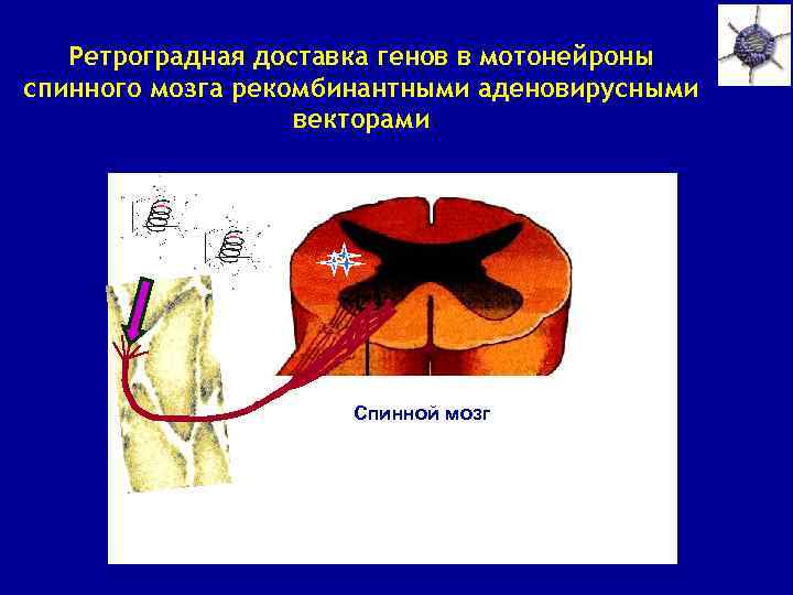 Ретроградная доставка генов в мотонейроны спинного мозга рекомбинантными аденовирусными векторами Спинной мозг 