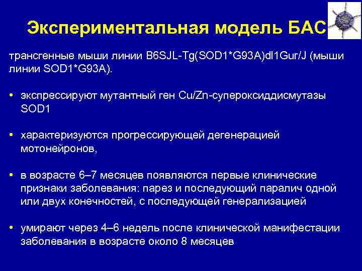 Экспериментальная модель БАС трансгенные мыши линии B 6 SJL-Tg(SOD 1*G 93 A)dl 1 Gur/J