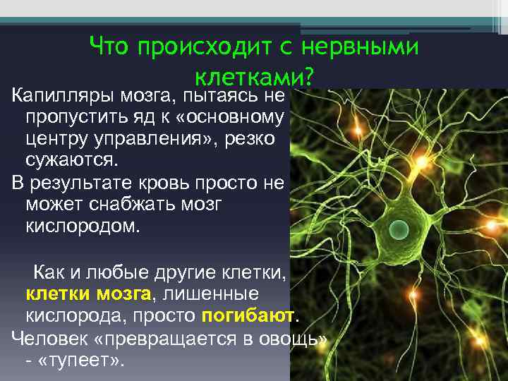 Что происходит с нервными клетками? Капилляры мозга, пытаясь не пропустить яд к «основному центру