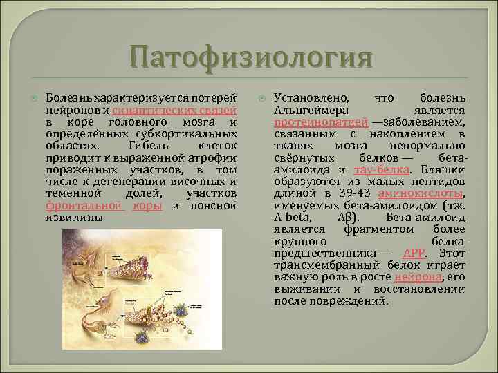 Патофизиология Болезнь характеризуется потерей нейронов и синаптических связей в коре головного мозга и определённых