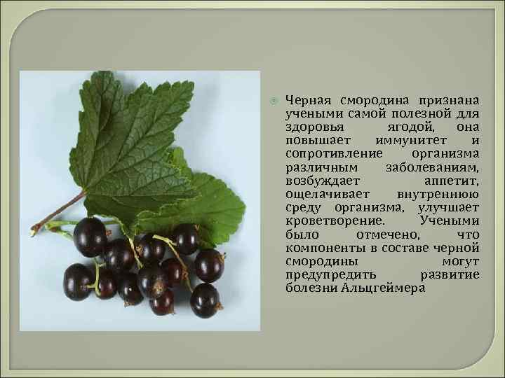  Черная смородина признана учеными самой полезной для здоровья ягодой, она повышает иммунитет и