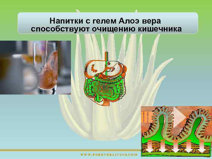 Напитки с гелем Алоэ вера способствуют очищению кишечника W W W. F O R