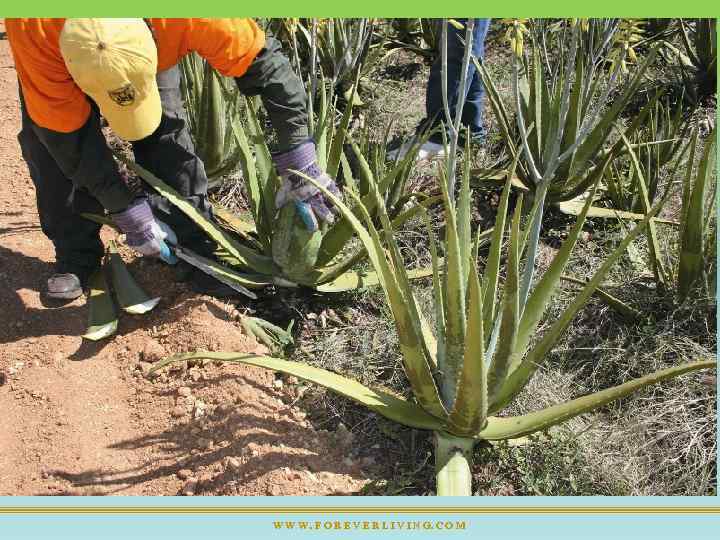 W W W. F O R E V E R L I V I