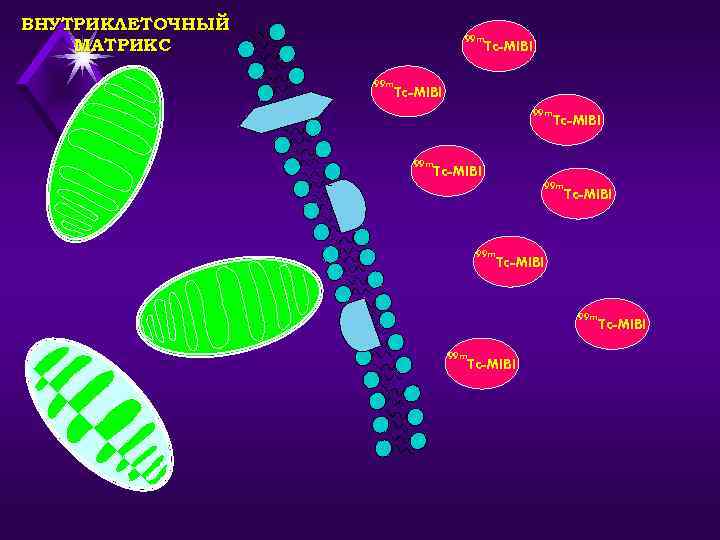 ВНУТРИКЛЕТОЧНЫЙ МАТРИКС 99 m 99 m Tc-MIBI Tc-MIBI 