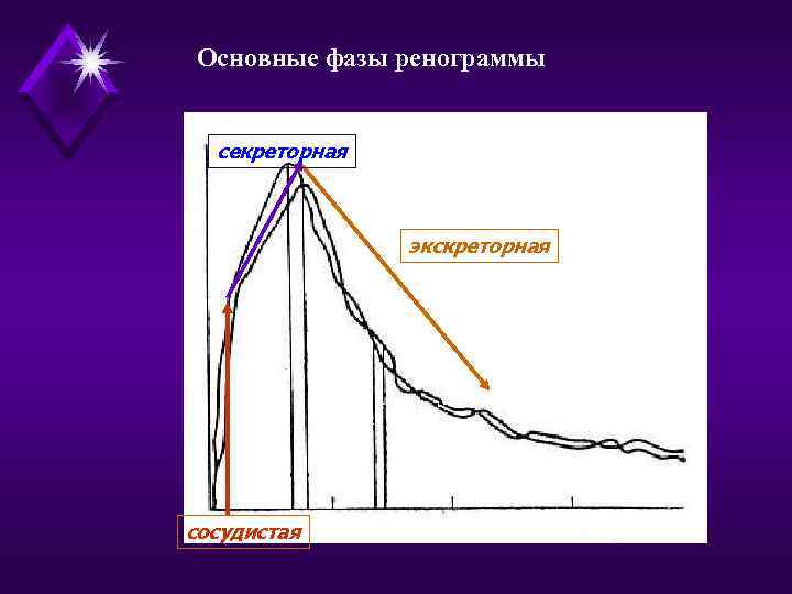 Основные фазы ренограммы секреторная экскреторная cосудистая 