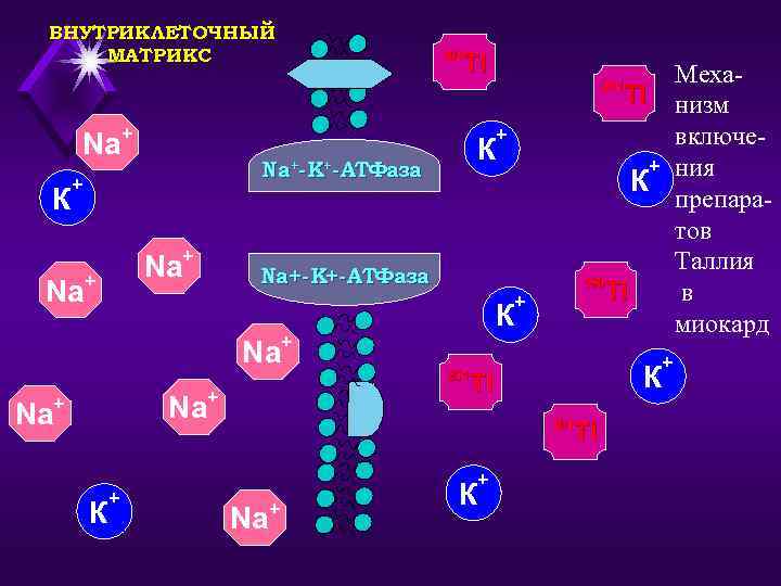 ВНУТРИКЛЕТОЧНЫЙ МАТРИКС Tl 199 Меха. Tl низм включе+ ния К препаратов Таллия 199 Tl
