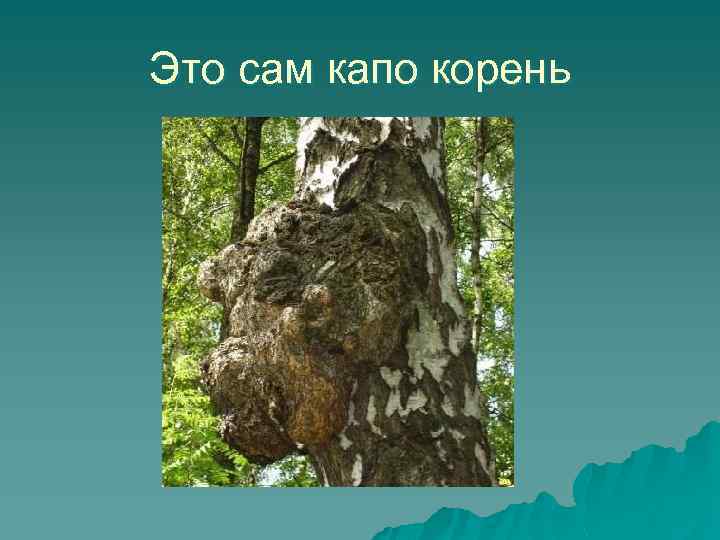 Это сам капо корень 