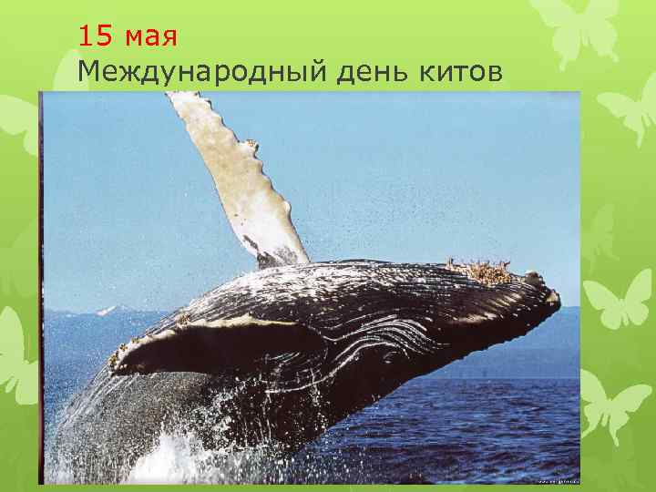 15 мая Международный день китов 