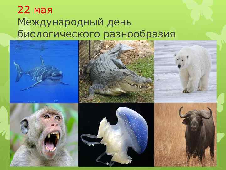 22 мая Международный день биологического разнообразия 