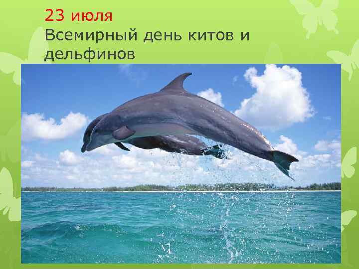 23 июля Всемирный день китов и дельфинов 