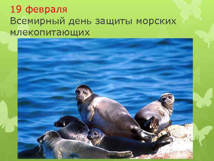 19 февраля Всемирный день защиты морских млекопитающих 