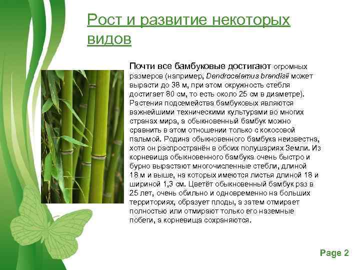 Рост и развитие некоторых видов Почти все бамбуковые достигают огромных размеров (например, Dendrocalamus brandisii