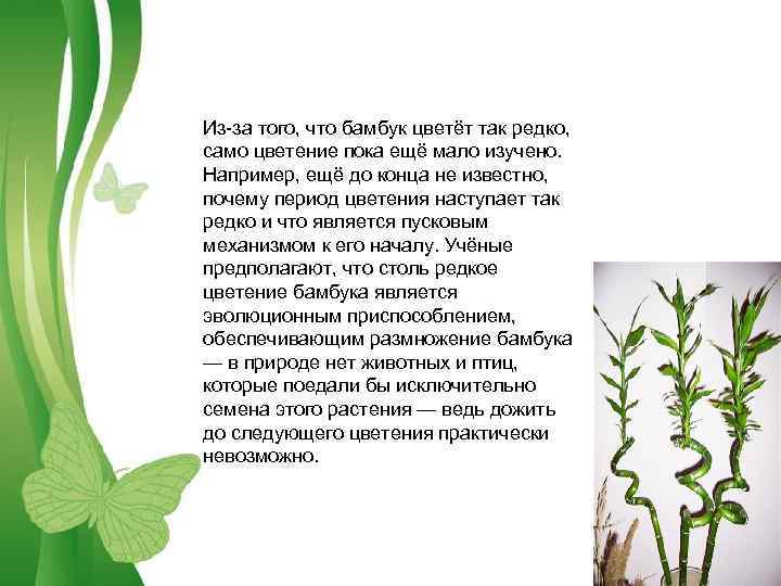 Из-за того, что бамбук цветёт так редко, само цветение пока ещё мало изучено. Например,