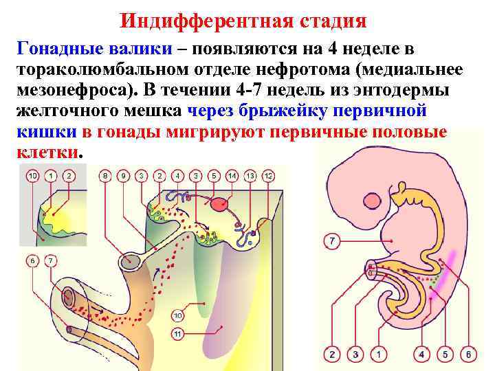 Индифферентная стадия Гонадные валики – появляются на 4 неделе в тораколюмбальном отделе нефротома (медиальнее