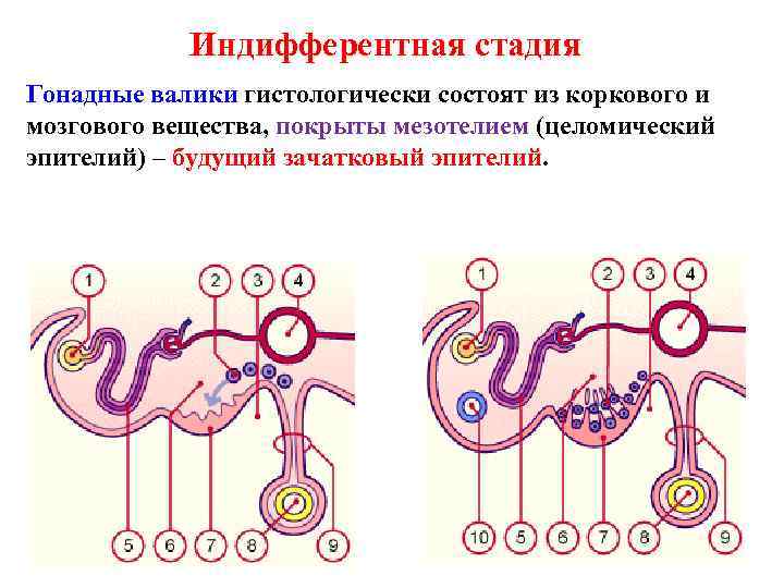 Индифферентная стадия Гонадные валики гистологически состоят из коркового и мозгового вещества, покрыты мезотелием (целомический