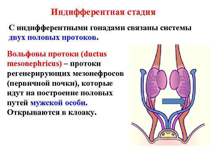 Индифферентная стадия С индифферентными гонадами связаны системы двух половых протоков. Вольфовы протоки (ductus mesonephricus)