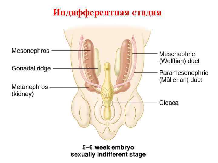 Индифферентная стадия 