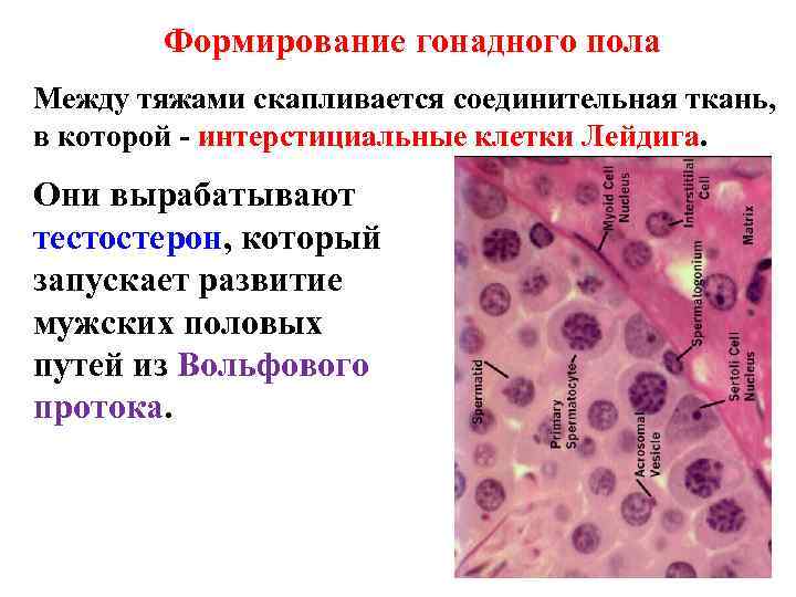 Формирование гонадного пола Между тяжами скапливается соединительная ткань, в которой - интерстициальные клетки Лейдига.