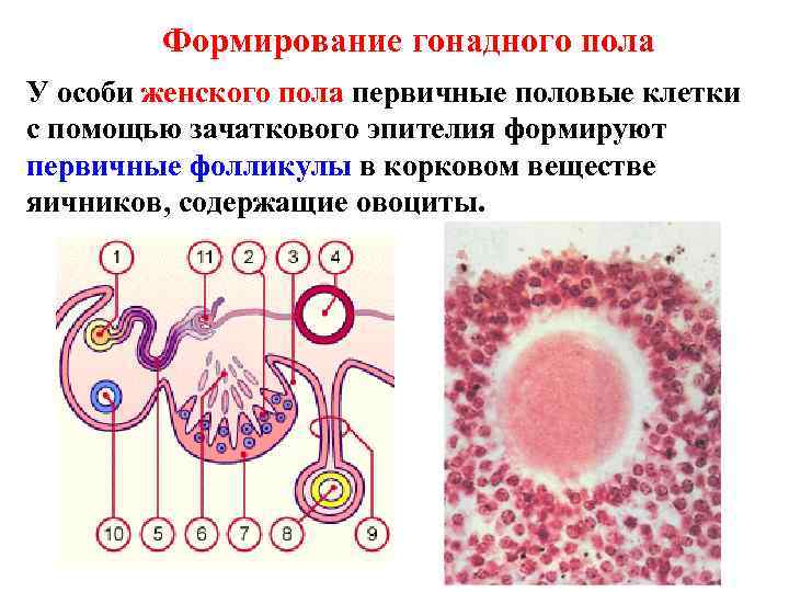 Формирование гонадного пола У особи женского пола первичные половые клетки с помощью зачаткового эпителия