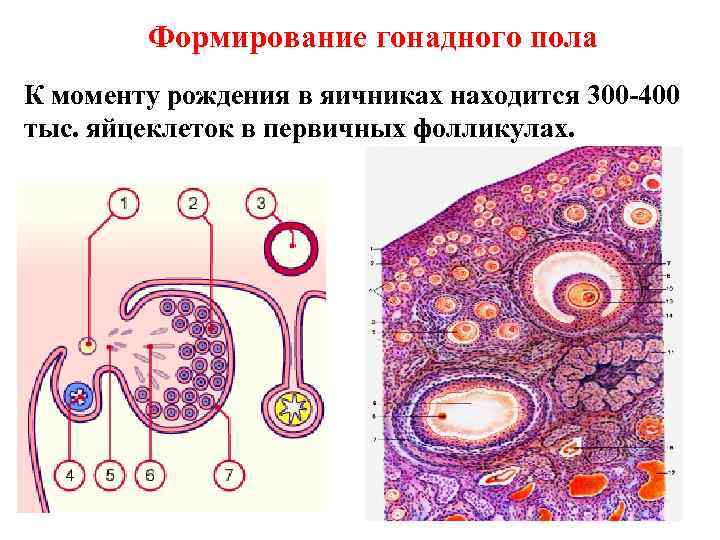 Формирование гонадного пола К моменту рождения в яичниках находится 300 -400 тыс. яйцеклеток в