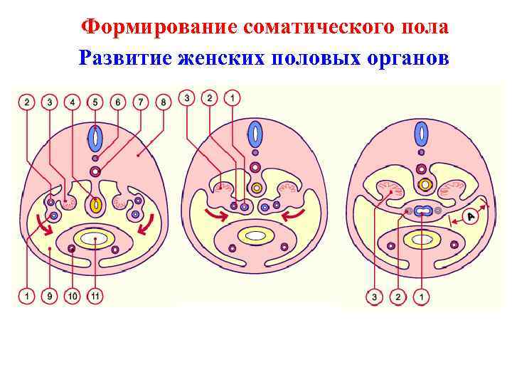 Формирование соматического пола Развитие женских половых органов 